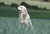 GOLDEN RETRIEVER 695